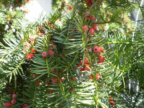 PA050009