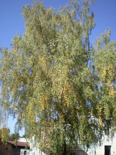PA050012